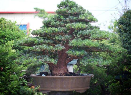 羅漢松種在什么位置好，盤(pán)點(diǎn)最佳三個(gè)方位(兩儀/三才/四象)