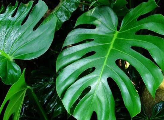 家里養(yǎng)龜背竹好嗎，吸收甲醛、凈化空氣、招財增壽