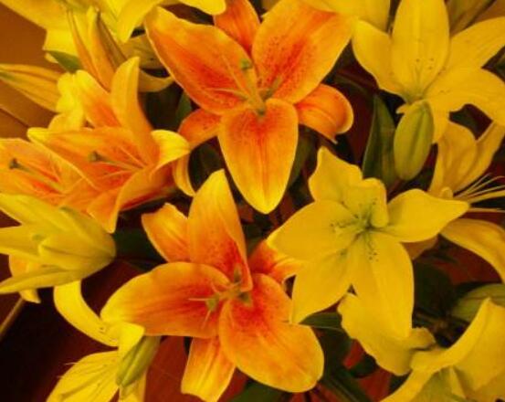 香水百合代表什么，代表著純純的愛(ài)、美好的祝福