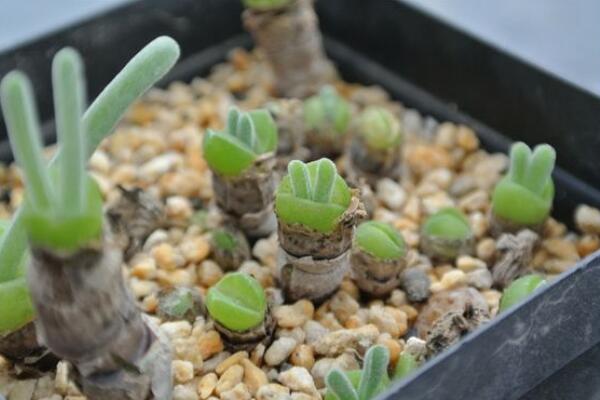 碧光環(huán)好養(yǎng)嗎，只需掌握四個(gè)養(yǎng)殖技巧便可長(zhǎng)好