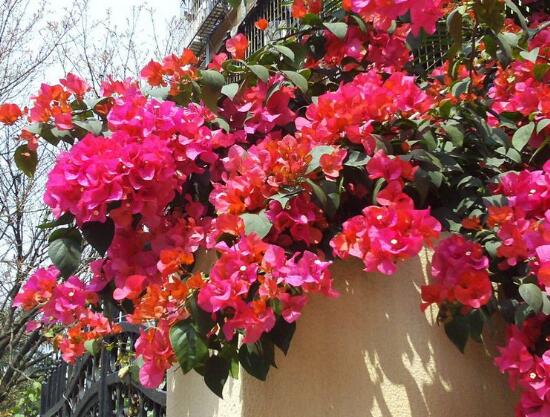 三角梅怎么養(yǎng)，三角梅的養(yǎng)殖方法