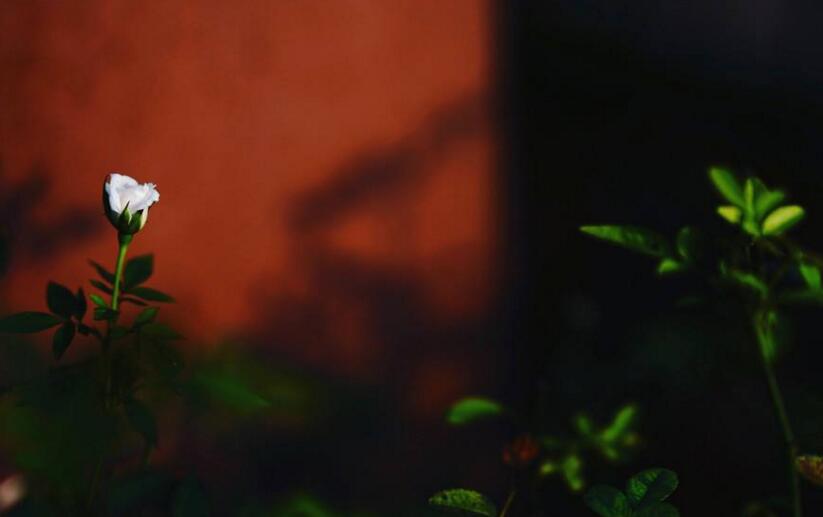 薔薇花焉了怎么辦，合理的澆水和光照很重要