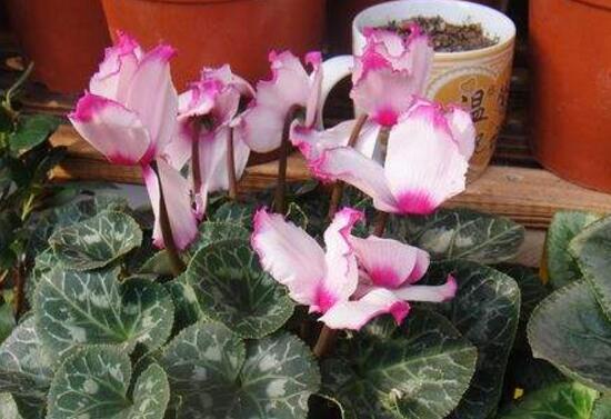 仙客來什么時候播種，仙客來的種植方法