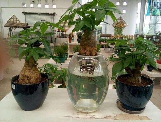 發(fā)財樹能水培嗎，教你快速學會發(fā)財樹水培方法