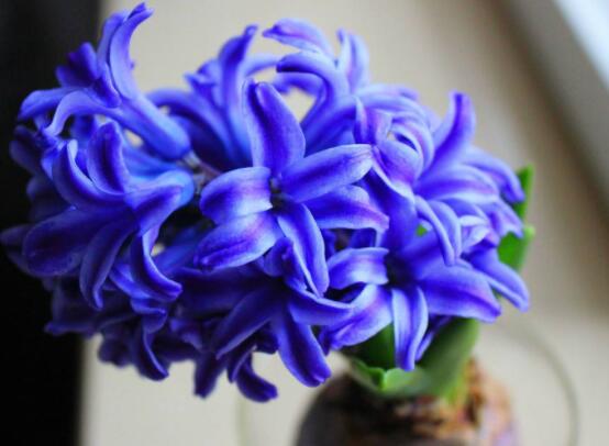 風(fēng)信子花代表什么意思，代表著永遠(yuǎn)的懷念、重生的愛