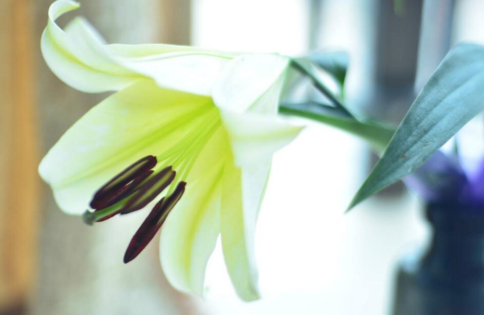 新鮮百合花能吃嗎，有的可以有的則不行