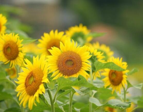 向日葵的花語和寓意，代表著沉默的愛、我的心永遠追隨你