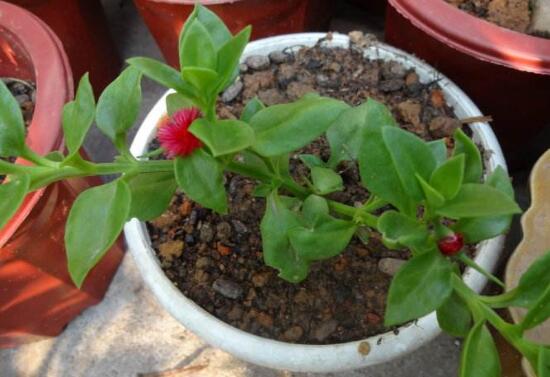 牡丹吊蘭怎么扦插，牡丹吊蘭扦插繁殖方法