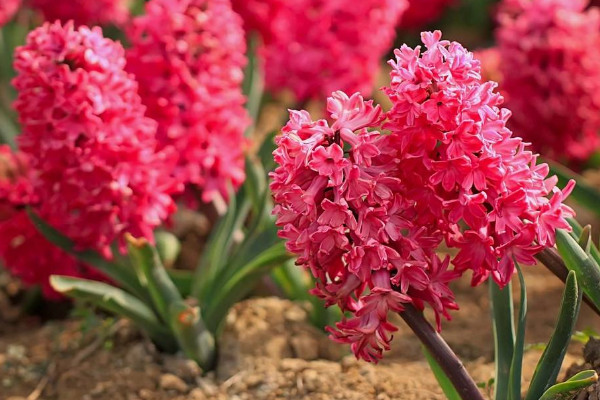 風信子開完花后怎么處理，包裹冷藏來年煥活復花