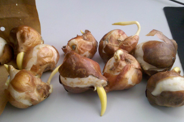 百合種球種植最佳時間，春秋兩季最合適