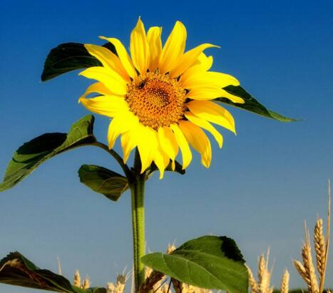 向日葵象征什么意義，最適合送給暗戀的人