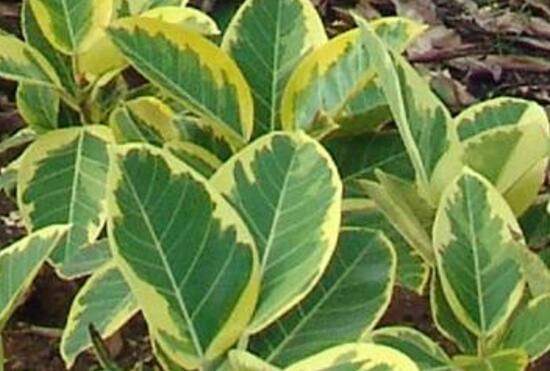 橡皮樹(shù)有幾個(gè)品種，橡皮樹(shù)品種圖片大全