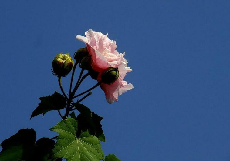 木芙蓉花的病蟲害防治，對癥下藥很重要