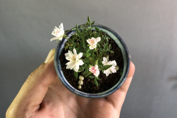 姬月季如何養(yǎng)