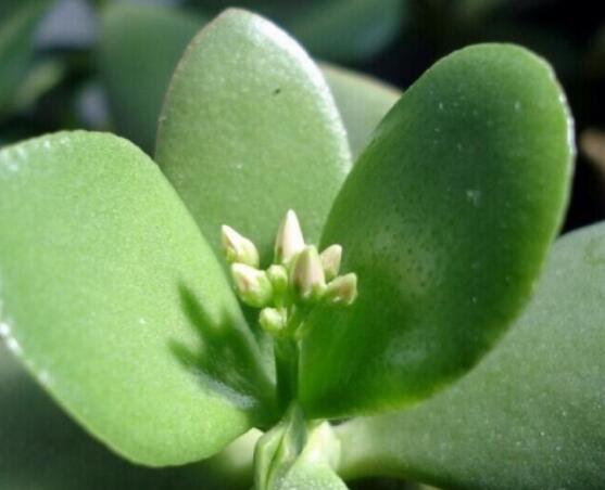 玉樹(shù)燕子掌怎么區(qū)分，主要從葉和花序上辨別