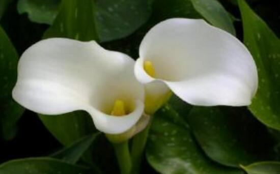 馬蹄蓮怎么澆水，馬蹄蓮多久澆水一次（三天澆次水）