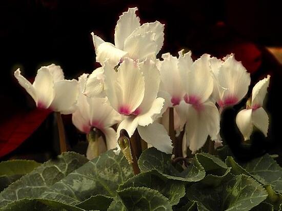 仙客來(lái)不長(zhǎng)葉子怎么辦，仙客來(lái)葉子不茂盛處理方法