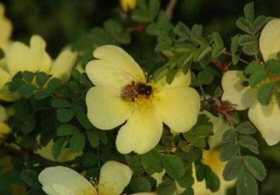 薔薇花什么時候施肥，薔薇花做到薄肥勤施原則