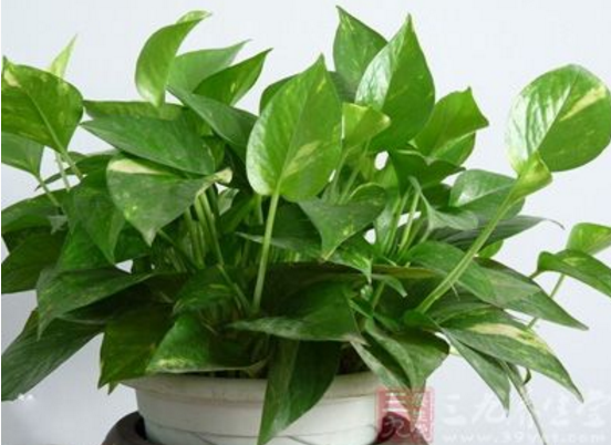 綠蘿用什么盆養(yǎng)好，塑料盆與紫砂盆是養(yǎng)殖最佳選擇 