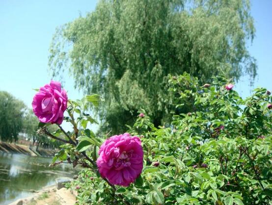 紫色薔薇花圖片，紫色薔薇花代表禁錮的愛情