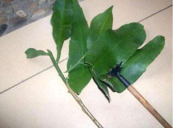 曇花葉插注意事項，只需要注意這五點即可