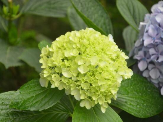 繡球為什么老是蔫葉子，四種原因以及解決辦法