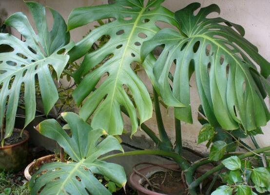 龜背竹爛根了怎么辦，龜背竹爛根解決辦法