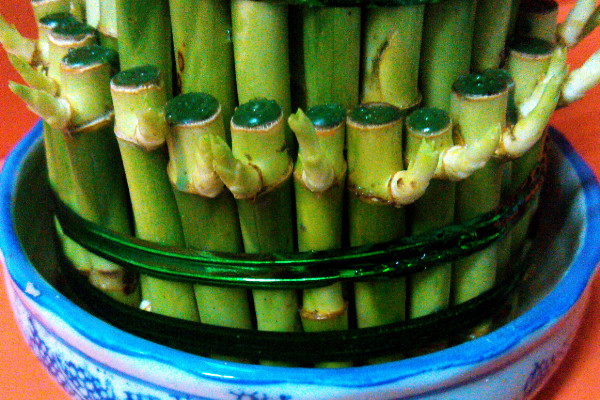 養(yǎng)富貴竹妙招，水培養(yǎng)殖的方法最棒