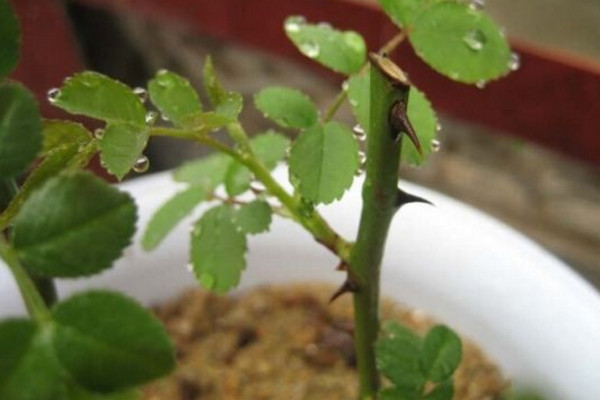 玫瑰花如何育苗，可以通過以下3種方法進行