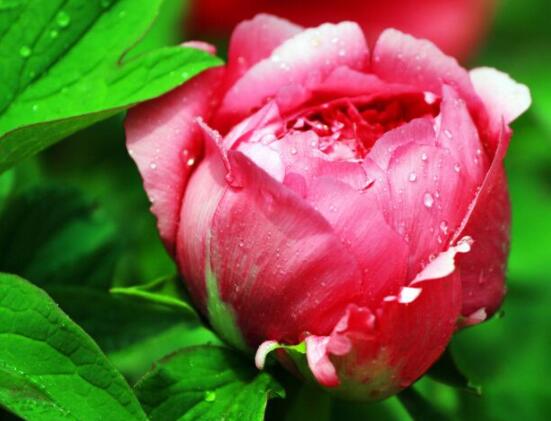 牡丹花花語大全，淡淡的愛、無私的付出(不同顏色不同花語)