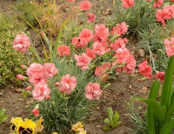 康乃馨一年開幾次花，一年只開一次花