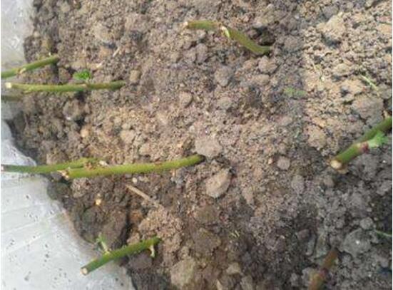 薔薇花的扦插方法，薔薇花扦插五個(gè)簡(jiǎn)單步驟