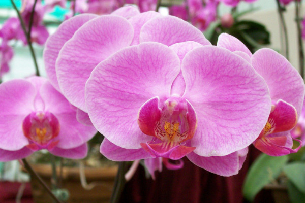 蝴蝶蘭怎么換盆，春末夏初時(shí)節(jié)最宜進(jìn)行操作