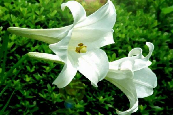 百合的品種介紹，香水百合是百合中的女王