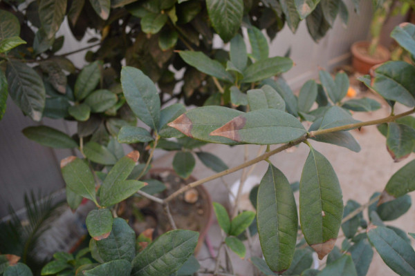 桂花葉子發(fā)黑是怎么了，染上枯葉病、褐斑病等