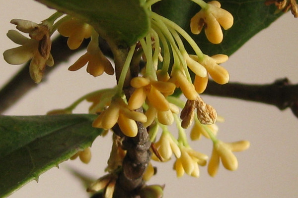 桂花嫁接最佳時間，春季3~6月份嫁接最佳