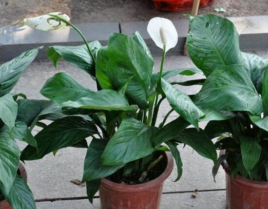 一帆風順的品種有哪些，一帆風順花品種圖片大全