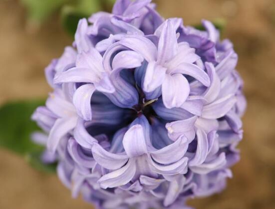 風(fēng)信子有毒嗎，風(fēng)信子可以放在臥室嗎