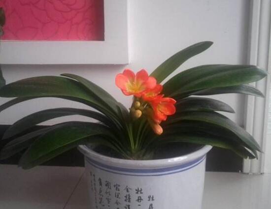 君子蘭什么時(shí)候開(kāi)花，君子蘭開(kāi)花有什么兆頭