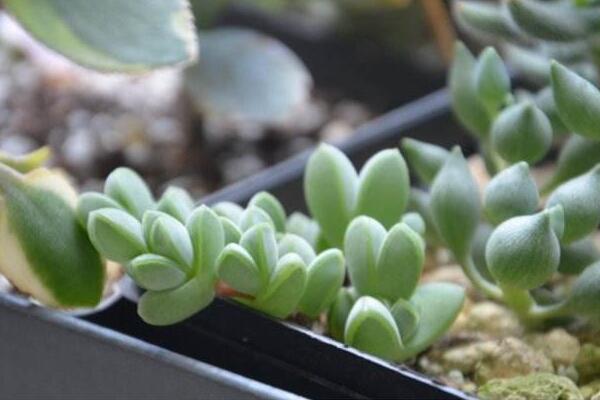 碧玉蓮的養(yǎng)護方法，做好五個方面的管理