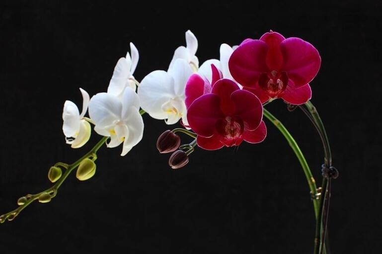 蝴蝶蘭花的養(yǎng)殖方法，及時(shí)換盆越來(lái)越生長(zhǎng)