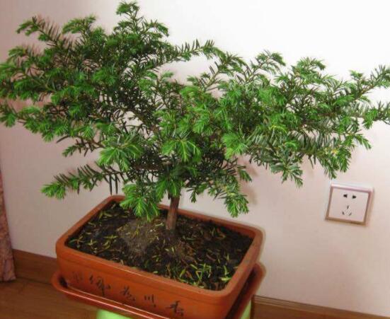 紅豆杉適合擺放在哪里，盤點風水最好的五個位置