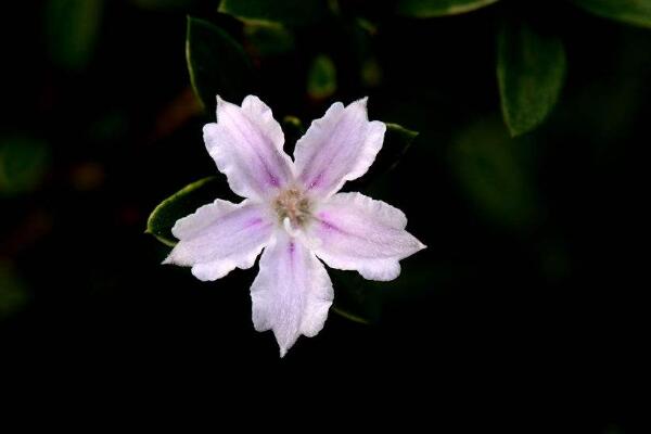 六月雪有幾個品種，兩個品種四個變種