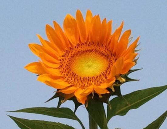 向日葵什么時候開花，向日葵一年開幾次花/每年一次