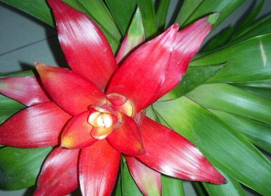 鴻運(yùn)當(dāng)頭會(huì)開(kāi)花嗎，鴻運(yùn)當(dāng)頭養(yǎng)殖2-3年會(huì)開(kāi)花