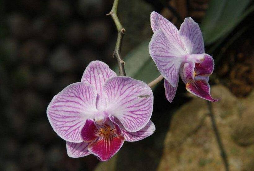 蝴蝶蘭花的養(yǎng)殖方法，及時(shí)換盆越來(lái)越生長(zhǎng)