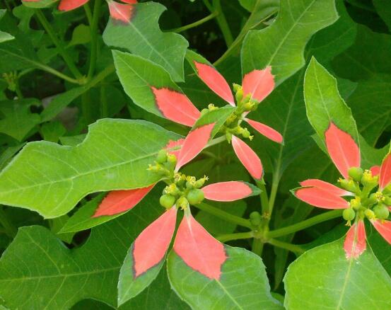 一品紅葉面發(fā)黑怎么辦，一品紅葉面發(fā)黑解決辦法