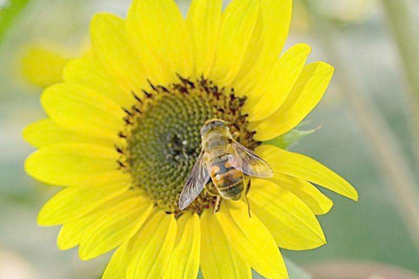 向日葵怎么養(yǎng)，保證光照及時施肥