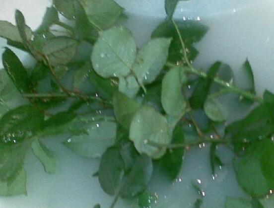 月季水插方法詳解，做好六點(diǎn)簡(jiǎn)單基本步驟生根發(fā)芽快/存活率高