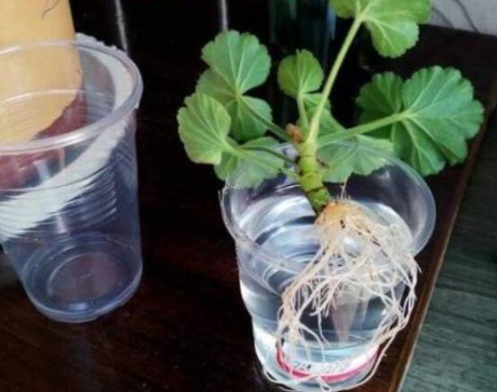 天竺葵幾月可以扦插，一年四季均可扦插(土插與水插)